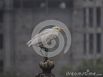 Close up of white colored crane sitting on a pointed top of a building. Stock Photo