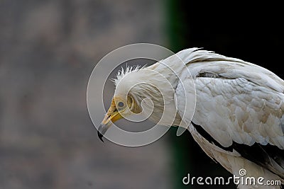 Close-up of a white common vulture (Neophron percnopterus) looking aside Stock Photo