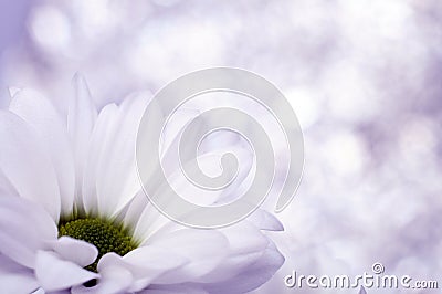 Close up of white daisy heart Stock Photo