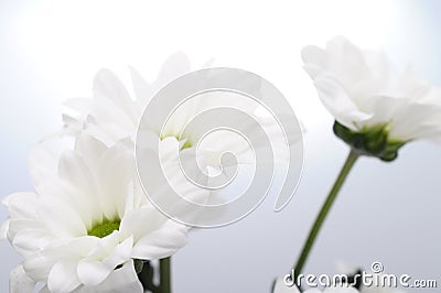 Close up of white daisy heart Stock Photo