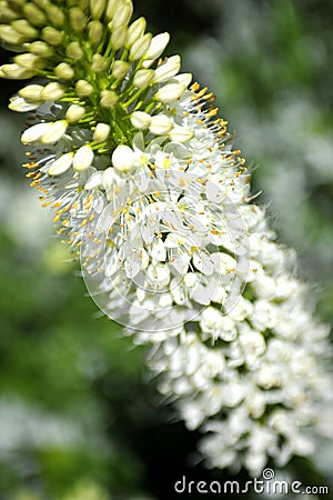 Close up White Eremurus flowers Stock Photo