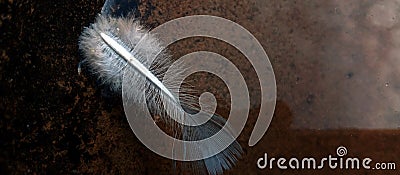 Close up of white feather swim on water Stock Photo