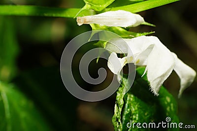 Close-up of a white flower of Caucasian white dead-nettle Lamium album Stock Photo