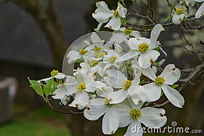 Close-up of White Flowering Dogwood Flowers Stock Photo