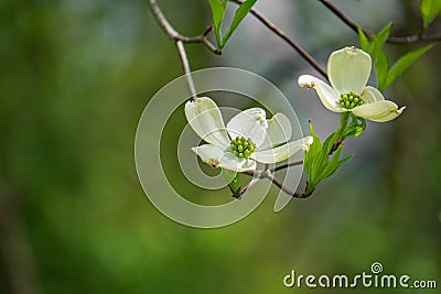 Close-up of White Flowering Dogwood Flowers Stock Photo