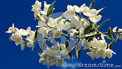 A close-up of white flowers on a branch against a blue sky. A branch of a blossoming jasmine bush against a blue sky. Fragrant Stock Photo