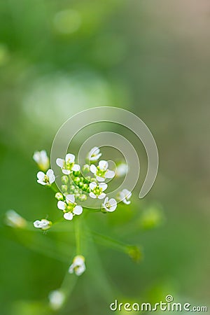 Close up of white flowers of Shepherd`s purse, Capsella bursa-pastoris Stock Photo
