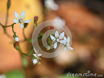 Close up white flowers of the starry saxifrage Stock Photo