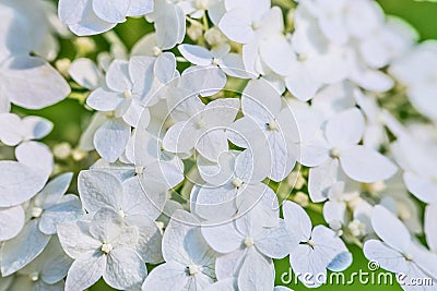 Close up of white fresh flower hydrangea or hortensia. Garden flower background. Gardening Stock Photo
