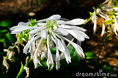 Close-up White Grandiflora `Hosta Plantaginea` flower in a spring season at a botanical garden. Stock Photo