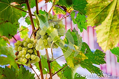 Close up of white grapes on a vine Stock Photo