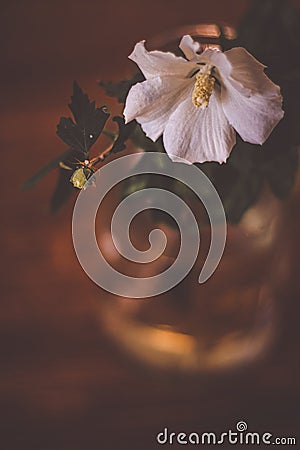 A close-up of a white hibiscus flower glass vase Stock Photo