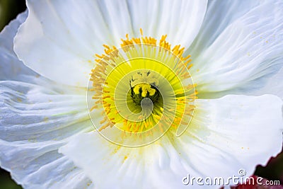 Close up of a white Iceland poppy Stock Photo