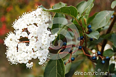 Close-up of a white inflorescence of decorative lanthanum viburnum on a thin twig with leaves Stock Photo