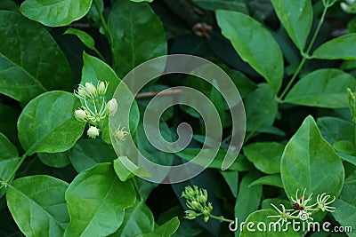 Close-up of white jasmine flowers organically grown by Thai farmers. Stock Photo