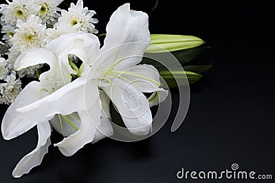 Close up white lilly on a dark background Stock Photo