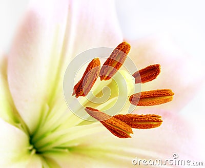 Close-up of a white lily Stock Photo