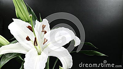 White lily flower blooming on black background Stock Photo