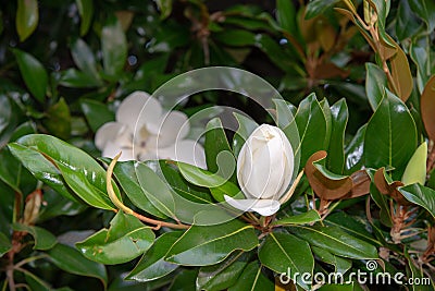 Close-Up Of White Magnolia Flower, among the green leaves of its tree Stock Photo