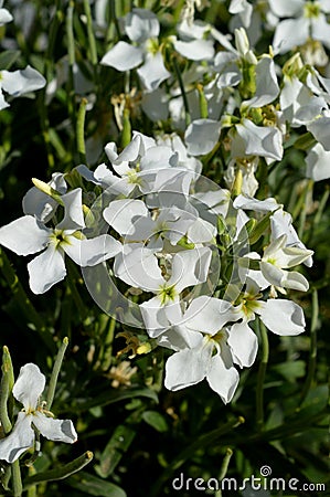 Close-up of White Matthiola Incana Flowers, Hoary Stock, Tenweeks Stock, Violaciocca Bianca Stock Photo