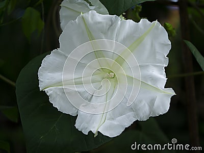 Close up of white Moonflower Stock Photo