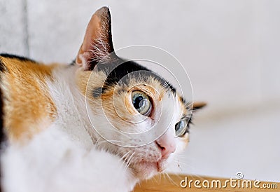 Close up white muzzle of ginger black cat feels afraid lying inside of animal shelter Stock Photo