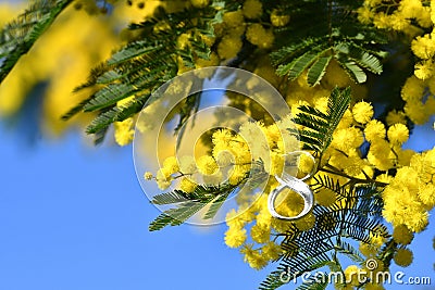 Close-up of the white number eight on yellow Mimosa flowering twigs. Mimosa flowers for International Women's Day on 8 March Stock Photo