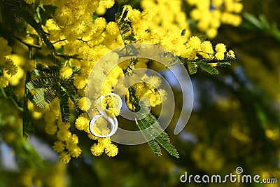 Close-up of the white number eight on yellow Mimosa flowering twigs. Mimosa flowers for International Women's Day on 8 March Stock Photo