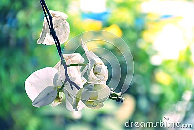 Close Up White Orchid Flower Stock Photo