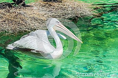 Close-up of a white pelican bird swimming Stock Photo