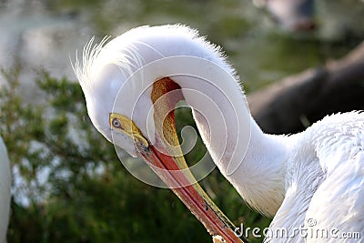 Close up of a white pelican Stock Photo