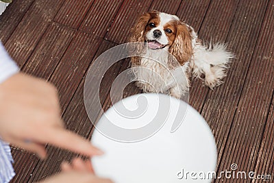 Close up of white pet plate with cropped human hands. Feeding and training of smart dog Cavalier King Charles spaniel Stock Photo