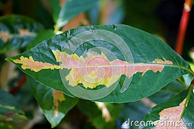 Close up of the white, pink and green leaf of Caricature Plant Stock Photo