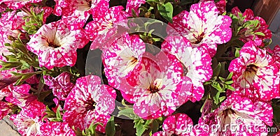 Close-up of white and pink petunia flowers Stock Photo