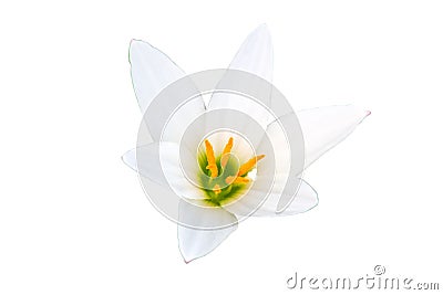 Close up white-purple Zephyranthes flower isolated white background.Saved with clipping path Stock Photo