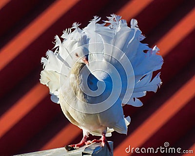 Close up of a white rotated dove Stock Photo