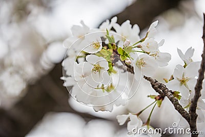 White sakura Somei Yoshino blossom near Osaka castle Stock Photo