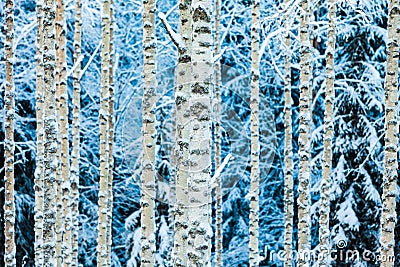 Close-up of white snowy birch trunks in winter forest Stock Photo