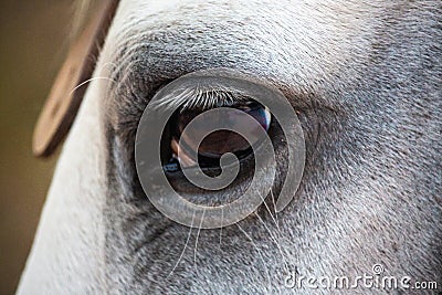 Close up of a white stallion horse`s eye Stock Photo