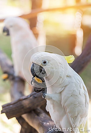 Close up white sulphur crested cockatooCacatua galerita Stock Photo