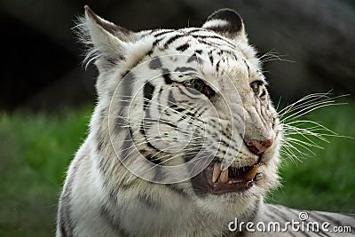 Portrait of a white tiger growling Stock Photo