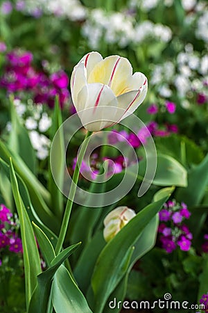 Close up of white tulip with purple highlights Stock Photo