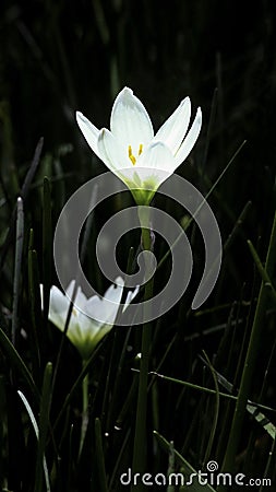 The beautiful and pure crocus with weeds Stock Photo