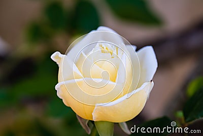 Close up of a white and yellow rose Stock Photo