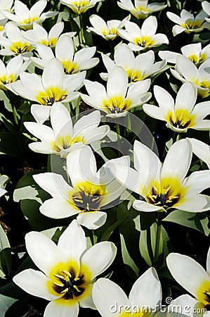 Close-up of white and yellow tulips Stock Photo