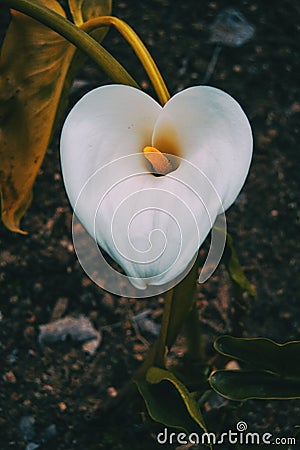 Close-up of a white zantedeschia flower Stock Photo