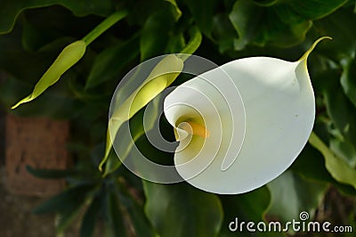 Close-up of White Zantedeschia Flowers, Calla, Arum Lily Stock Photo