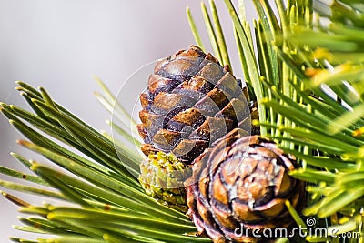Close up of Whitebark Pine Pinus albicaulis cones surrounded by long, green, needles; California Stock Photo