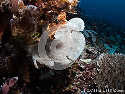 Giant frogfish on a sponge Stock Photo