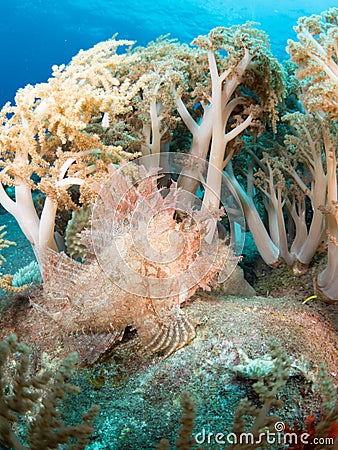 Weedy scorpionfish Stock Photo
